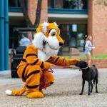 老虎吉祥物LeeRoy在科茨学生中心前抚摸着一只狗